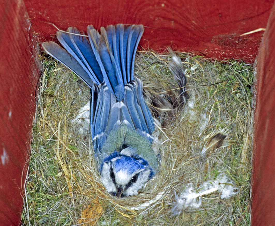 De fire siste årene har det blitt ringmerket flere blåmeisunger enn kjøttmeisunger rundt naturmuseet. Bare to blåmeisunger er gjenfunnet som hekkefugler i kassene.