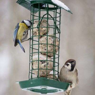 Fotografi av fugler som spiser fuglemat/meiseboller fra "matestasjon".